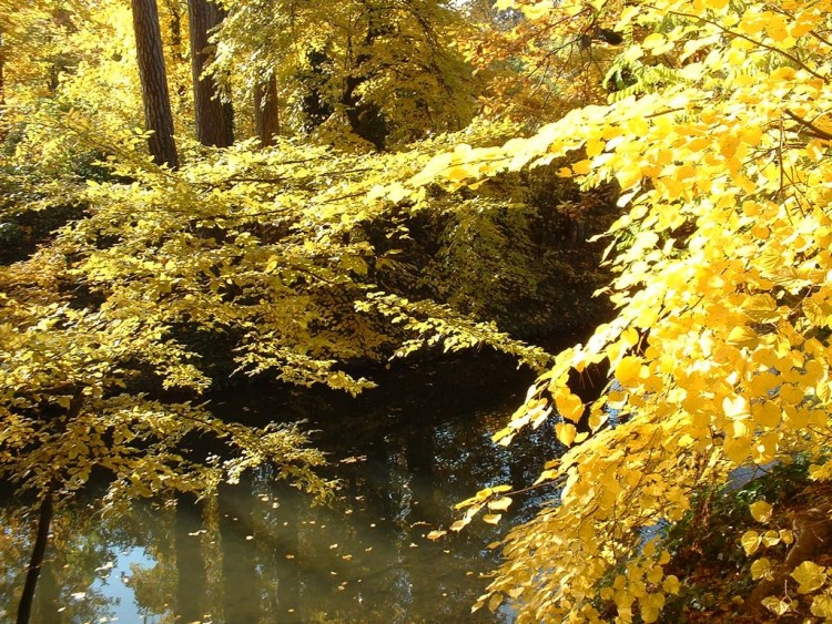 Wallpapers Nature Trees - Forests L'automne au bois de Vincennes (France)