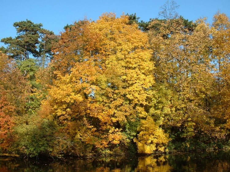 Wallpapers Nature Trees - Forests L'automne au bois de Vincennes (France)