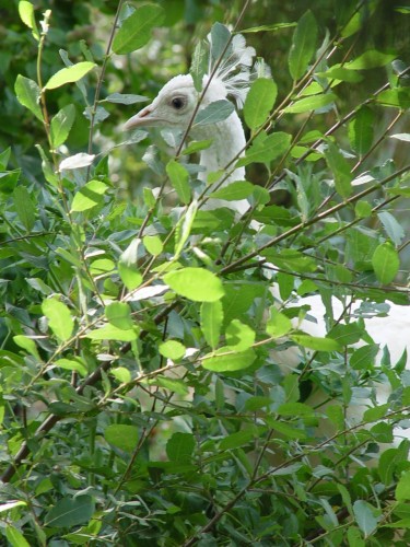 Wallpapers Animals Birds - Peacocks Paon blanc se camouflant