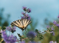 Fonds d'cran Animaux Papillon dans mon jardin