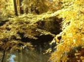 Fonds d'cran Nature L'automne au bois de Vincennes (France)