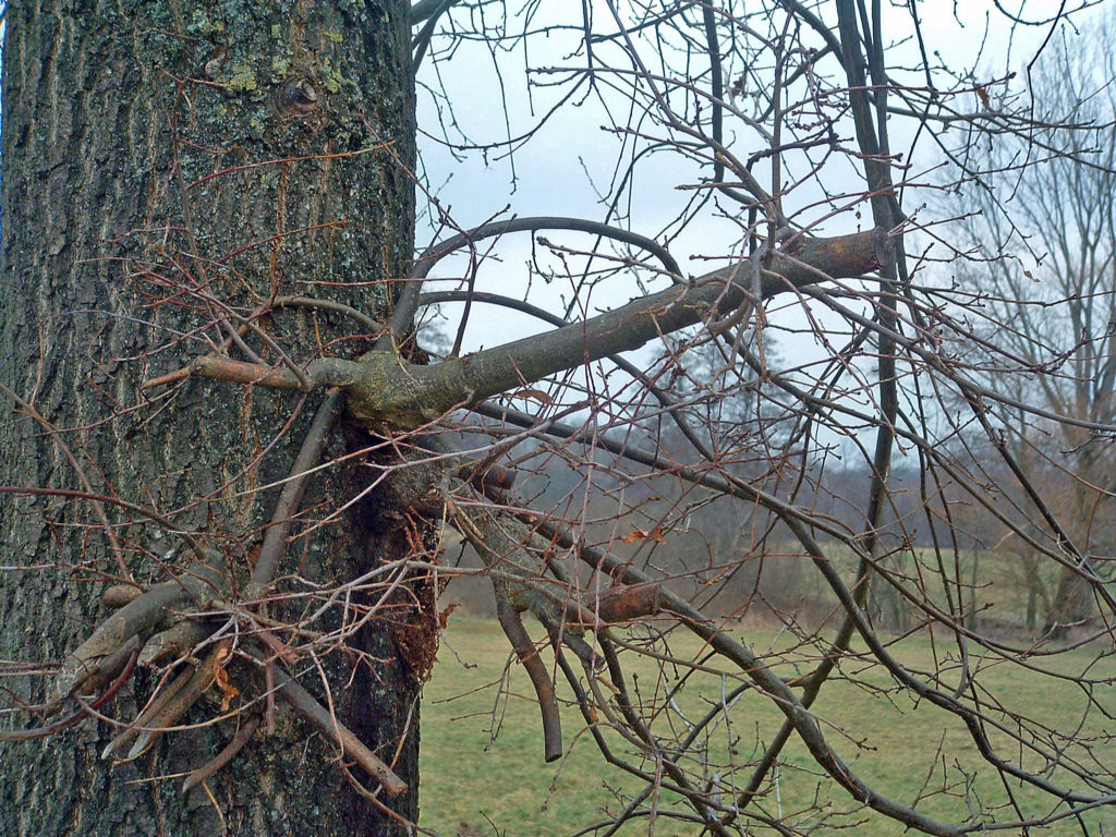 Fonds d'cran Nature Arbres - Forts Caprice de la nature...