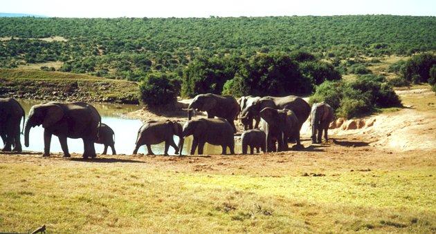 Fonds d'cran Animaux Elphants 