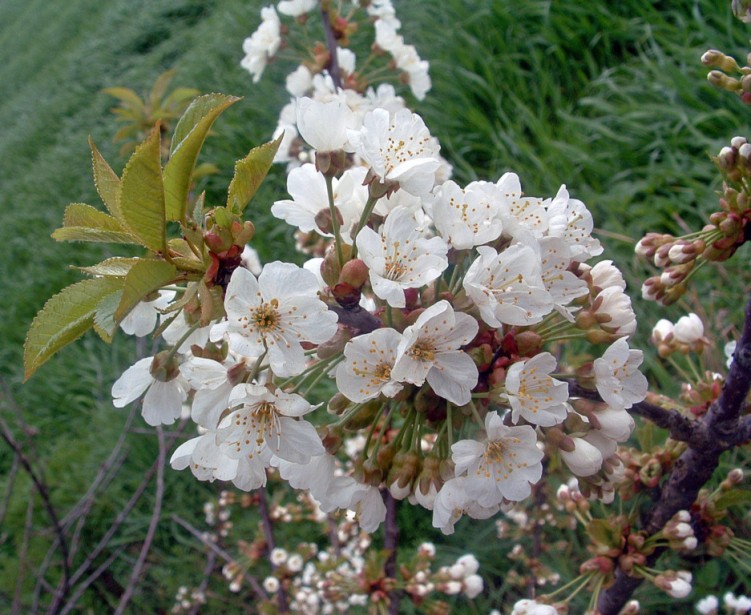 Fonds d'cran Nature Fleurs En Fleurs....