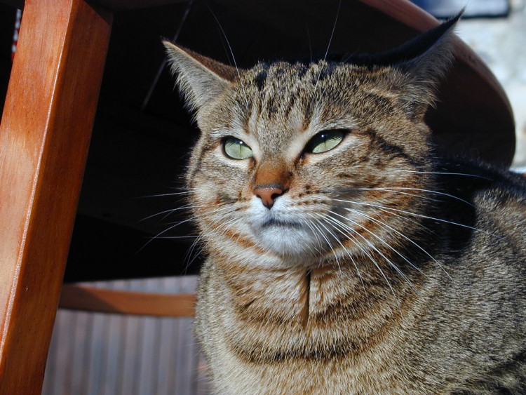 Fonds d'cran Animaux Chats - Chatons Sakai