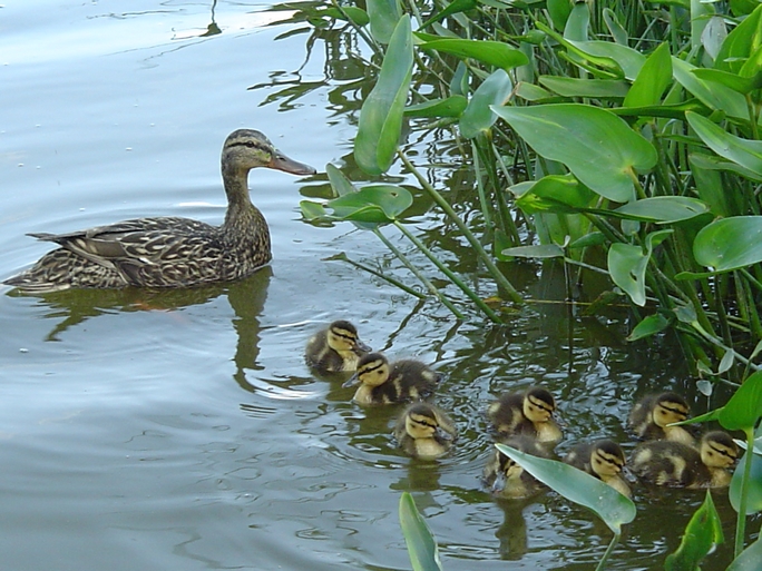 Fonds d'cran Animaux Oiseaux - Canards le vilain petit canard