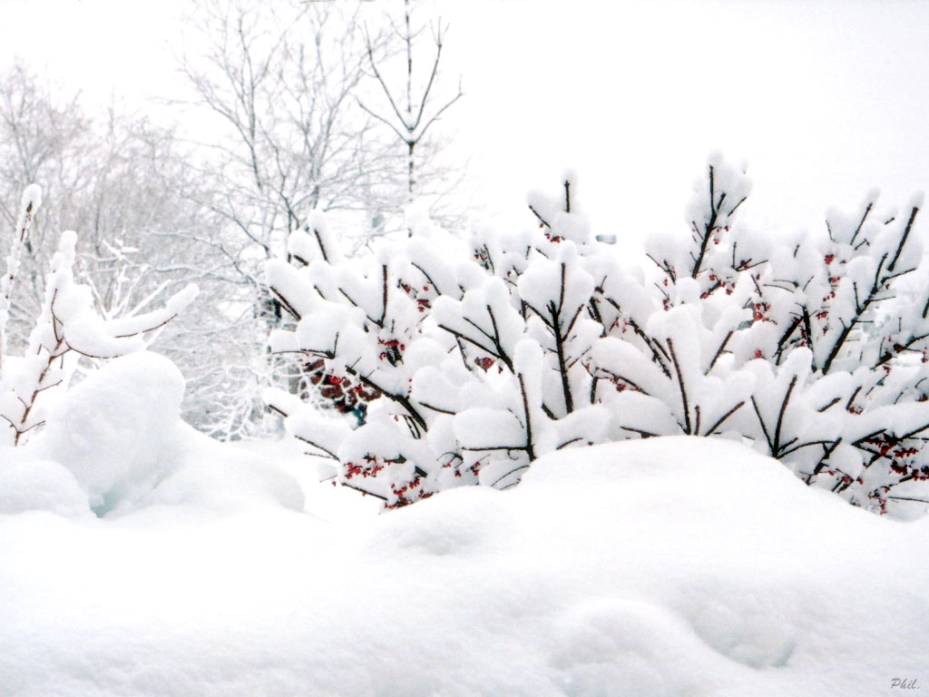 Fonds d'cran Nature Saisons - Hiver Blanche Neige