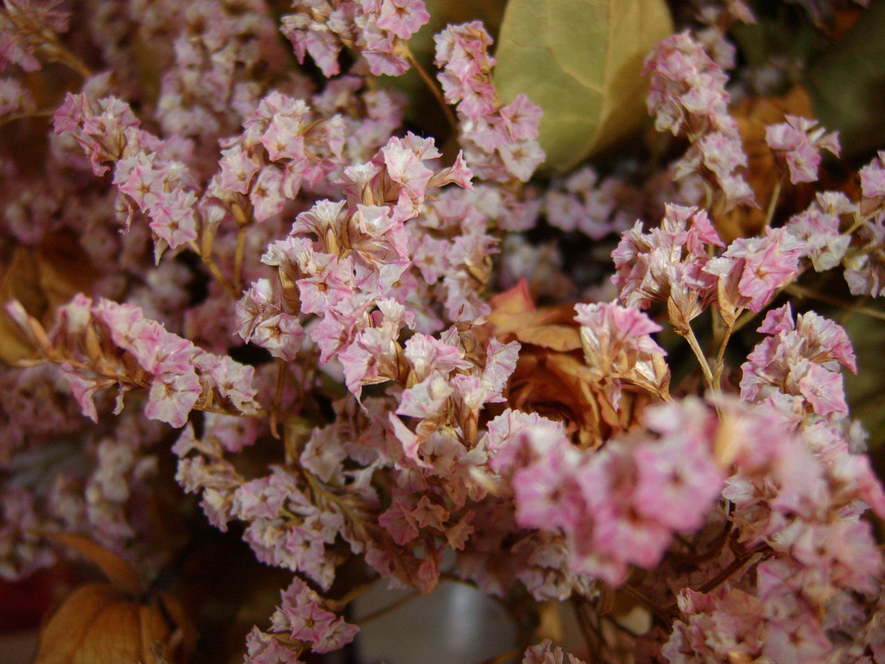 Fonds d'cran Nature Fleurs 