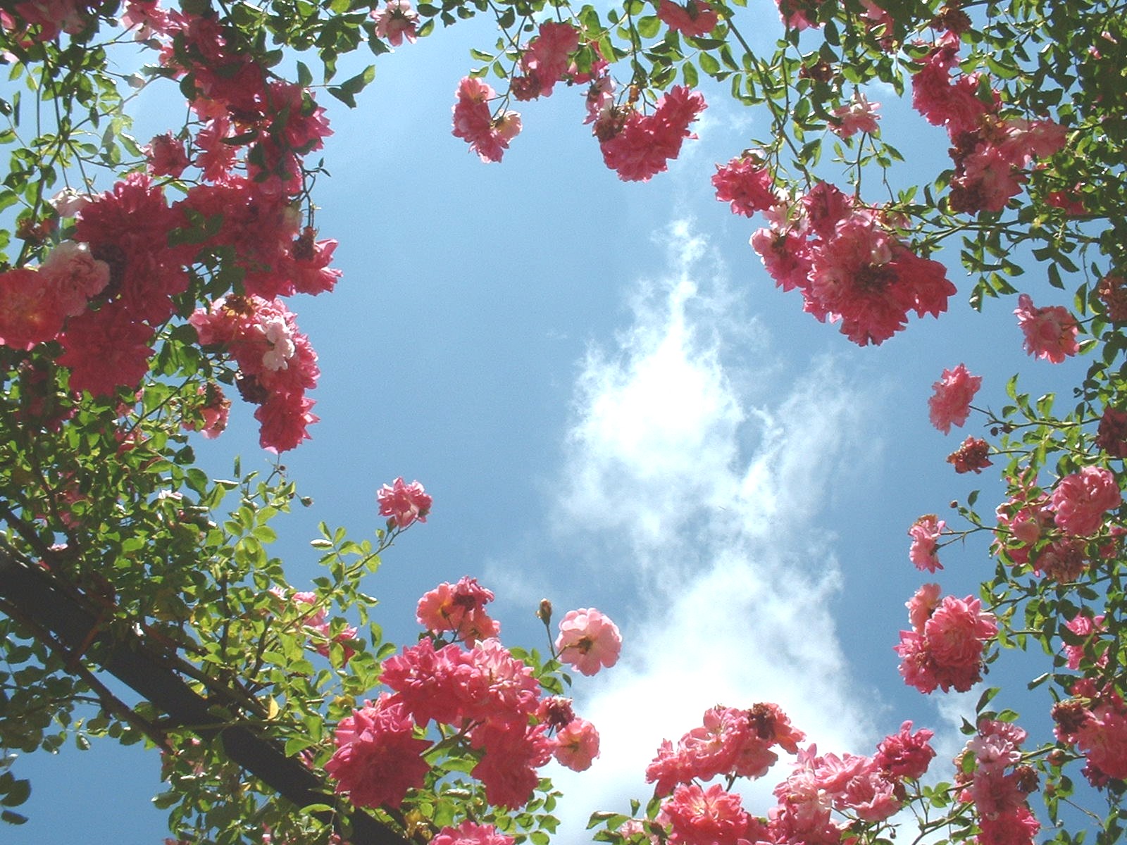 Fonds d'cran Nature Fleurs Roses