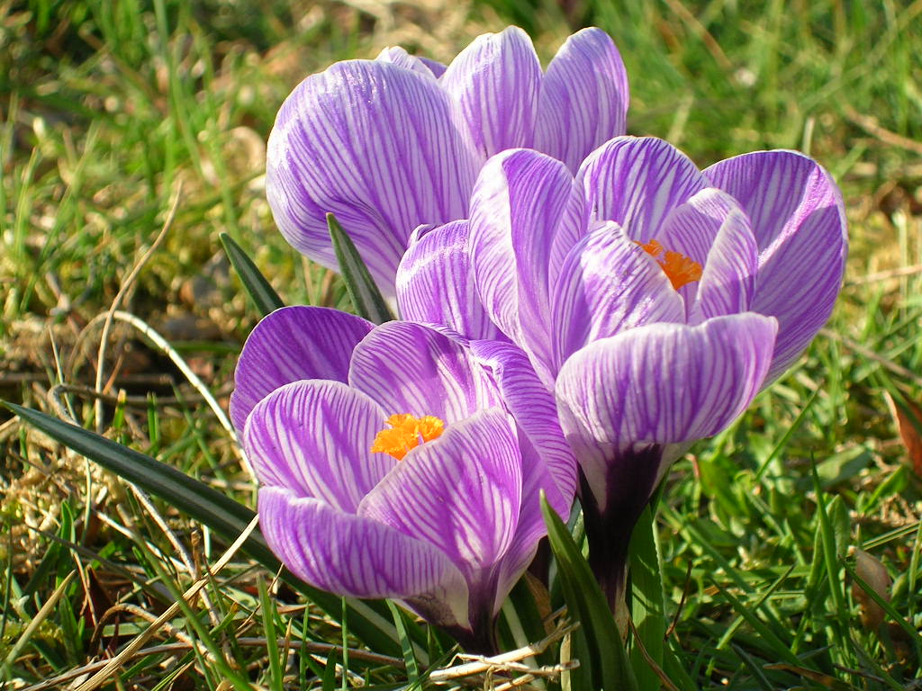 Wallpapers Nature Flowers crocus1