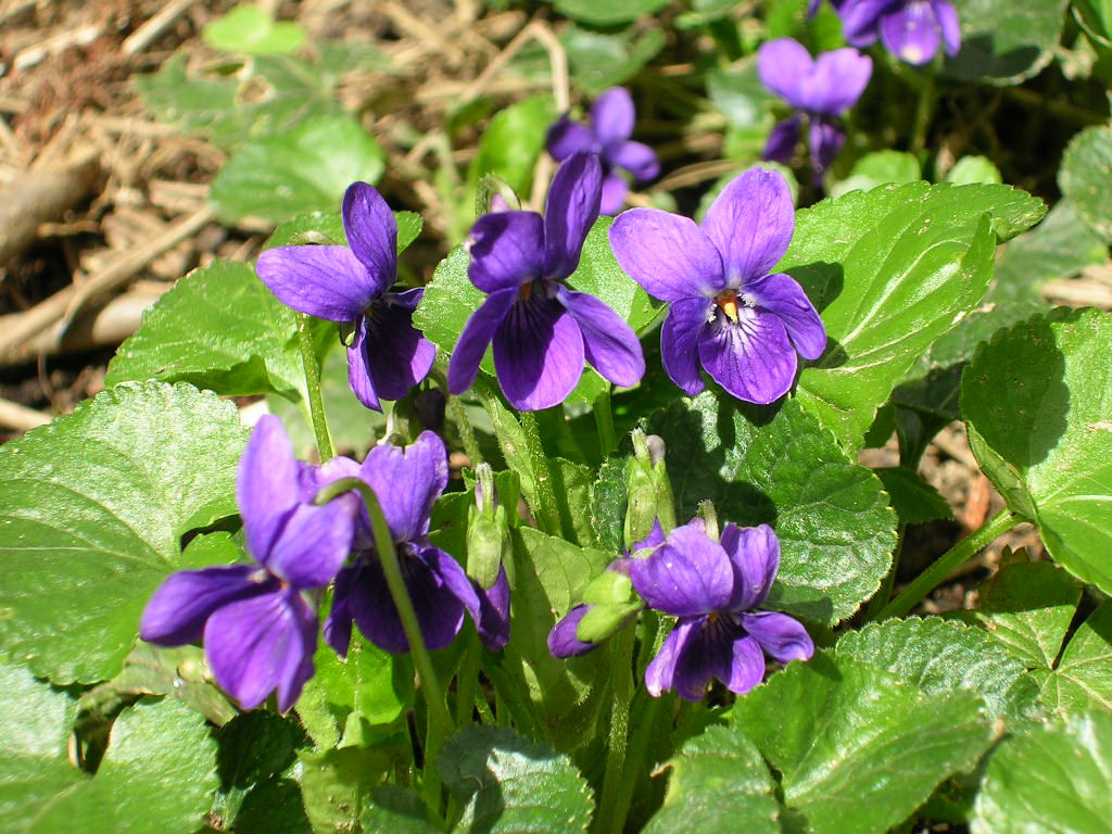 Fonds d'cran Nature Fleurs violettes sauvages