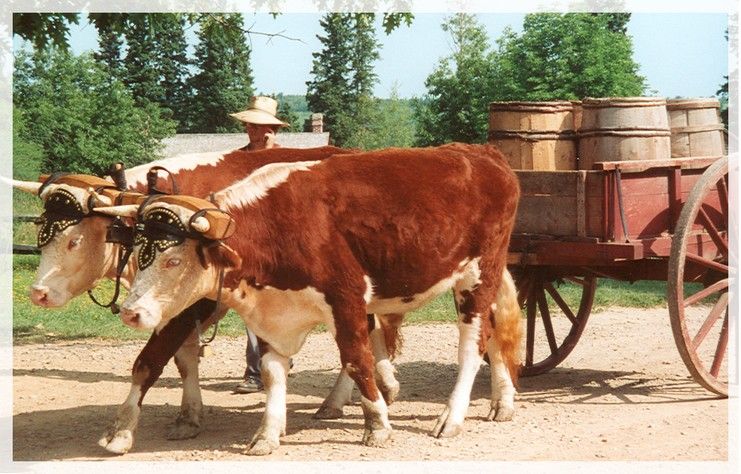 Fonds d'cran Animaux Vaches - Taureaux - Boeufs vache au travail