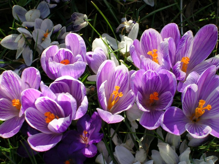 Fonds d'cran Nature Fleurs crocus