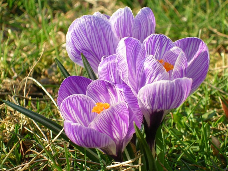 Fonds d'cran Nature Fleurs crocus1