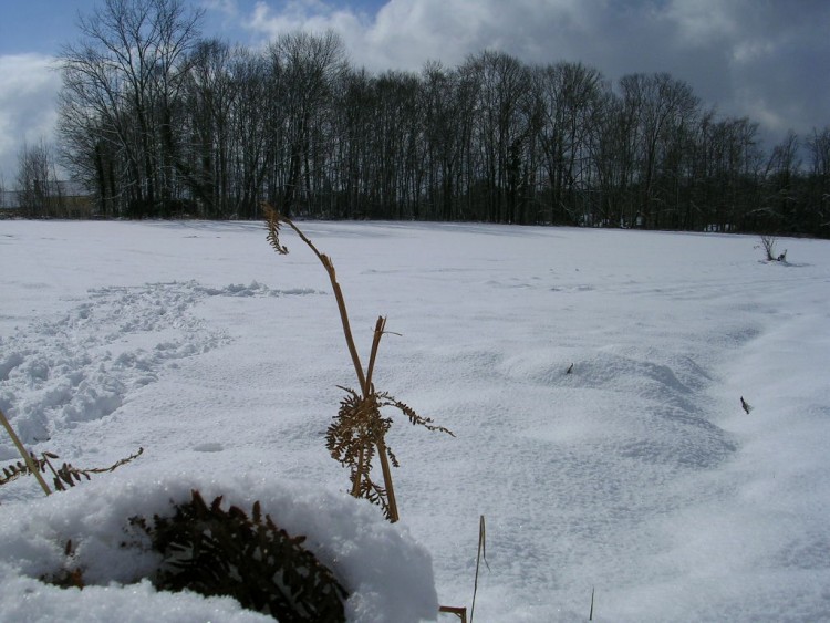 Fonds d'cran Nature Saisons - Hiver neige