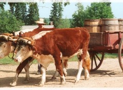 Fonds d'cran Animaux vache au travail