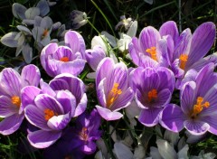 Fonds d'cran Nature crocus