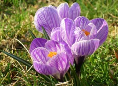 Wallpapers Nature crocus1