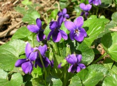 Fonds d'cran Nature violettes sauvages