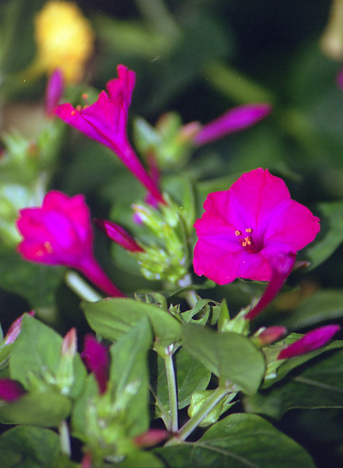 Wallpapers Nature Flowers Belles de jour