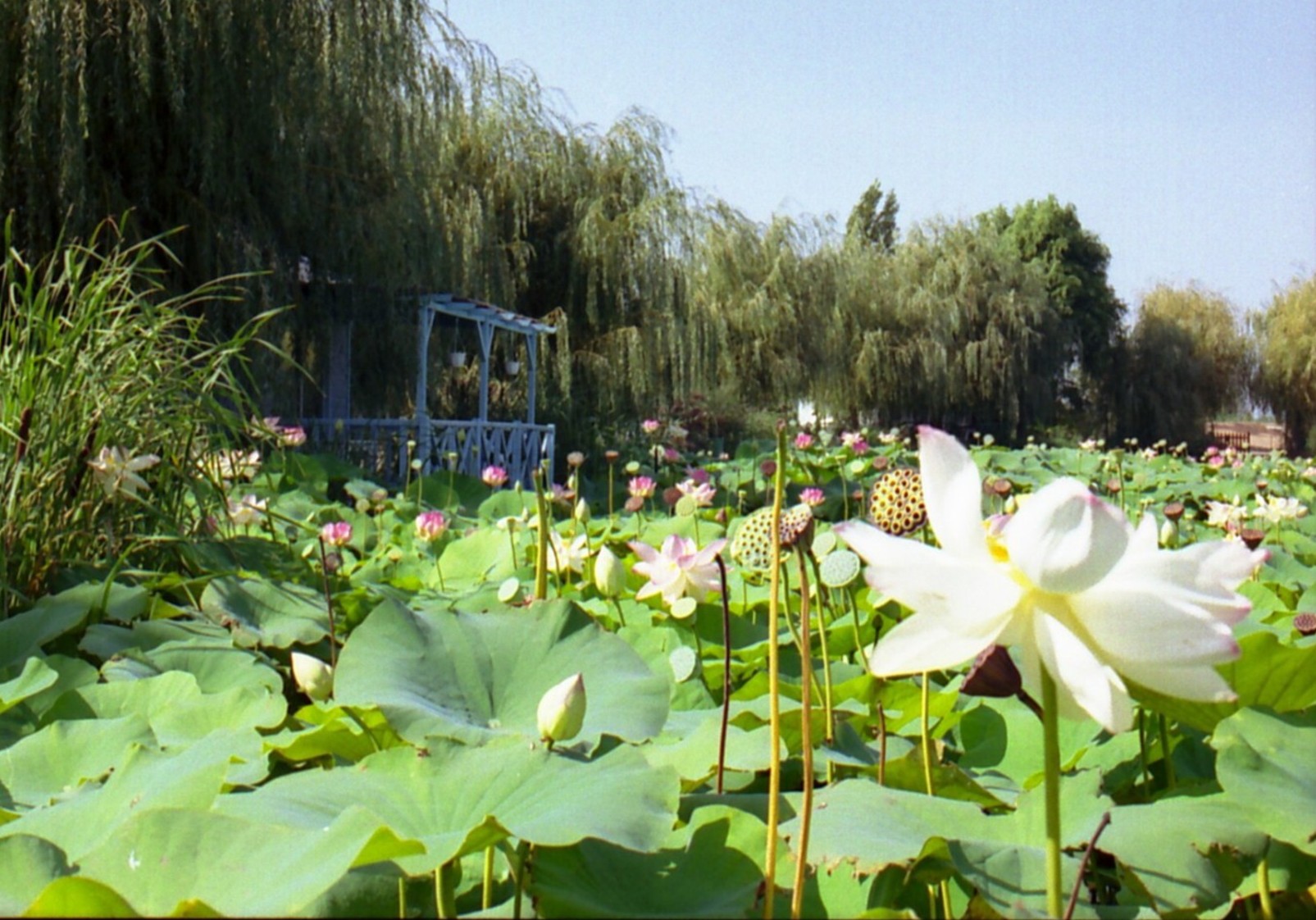 Wallpapers Nature Parks - Gardens Champs de fleurs de lotus