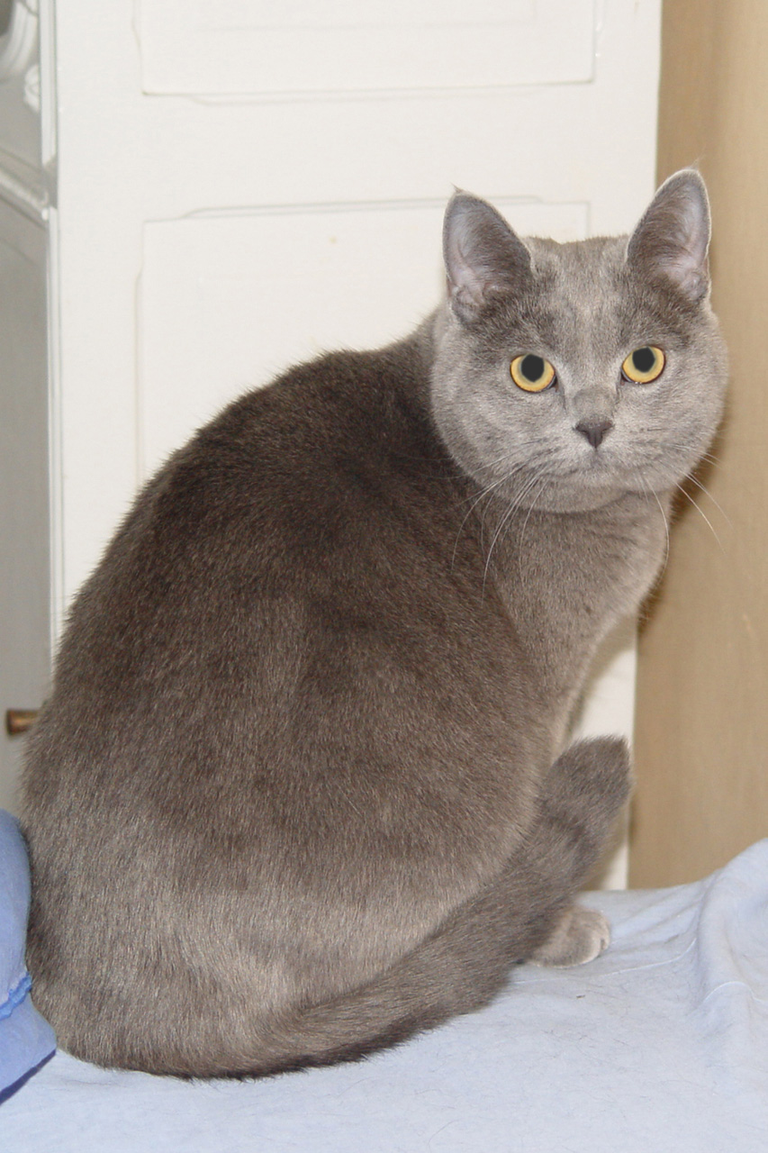 Fonds d'cran Animaux Chats - Chatons Chartreux bien nourri