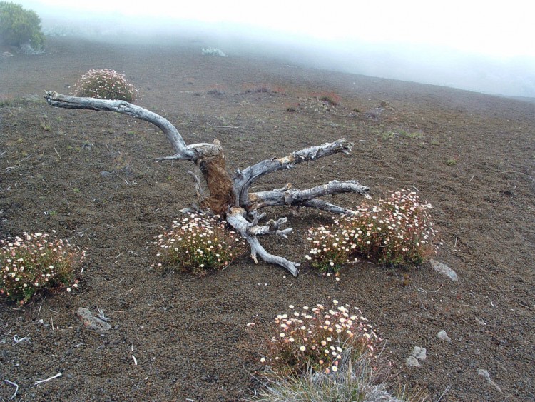 Fonds d'cran Nature Fleurs Ile de la Reunion