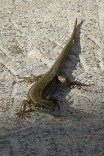 Fonds d'cran Animaux Lzards - Iguanes Enfin, un peu de soleil