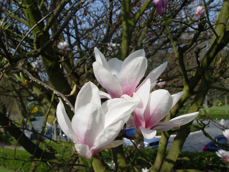 Wallpapers Nature Flowers Je ne m'panouis qu' la lumire !