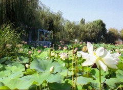 Fonds d'cran Nature Champs de fleurs de lotus