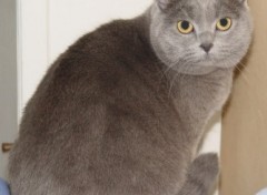 Fonds d'cran Animaux Chartreux bien nourri