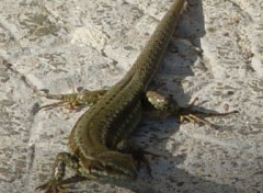 Fonds d'cran Animaux Enfin, un peu de soleil