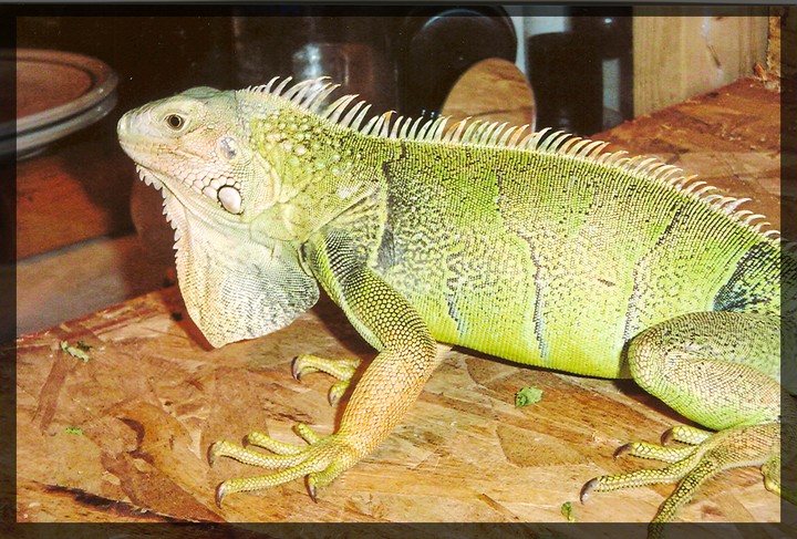 Wallpapers Animals Lizards - Iguanas iguane