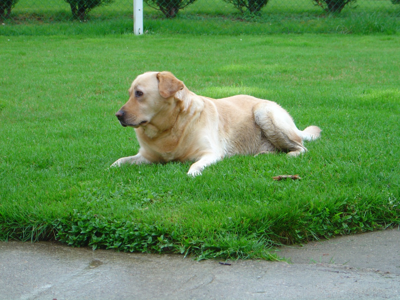 Fonds d'cran Animaux Chiens 