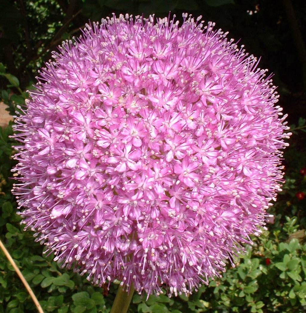 Fonds d'cran Nature Fleurs Fleur, macro