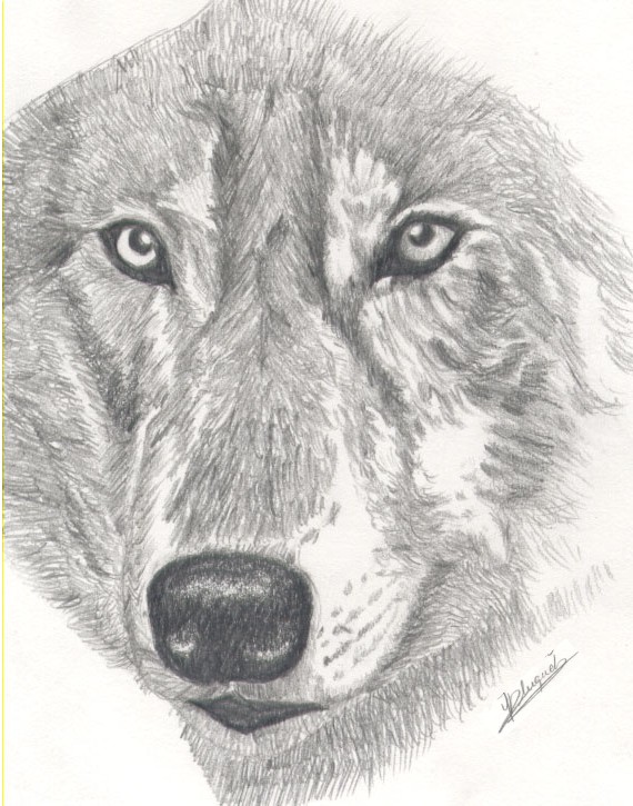 Fonds d'cran Art - Crayon Animaux - Loups Tte de loup