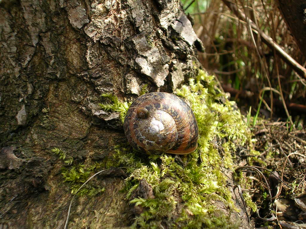 Fonds d'cran Animaux Escargots - Limaces Escargot