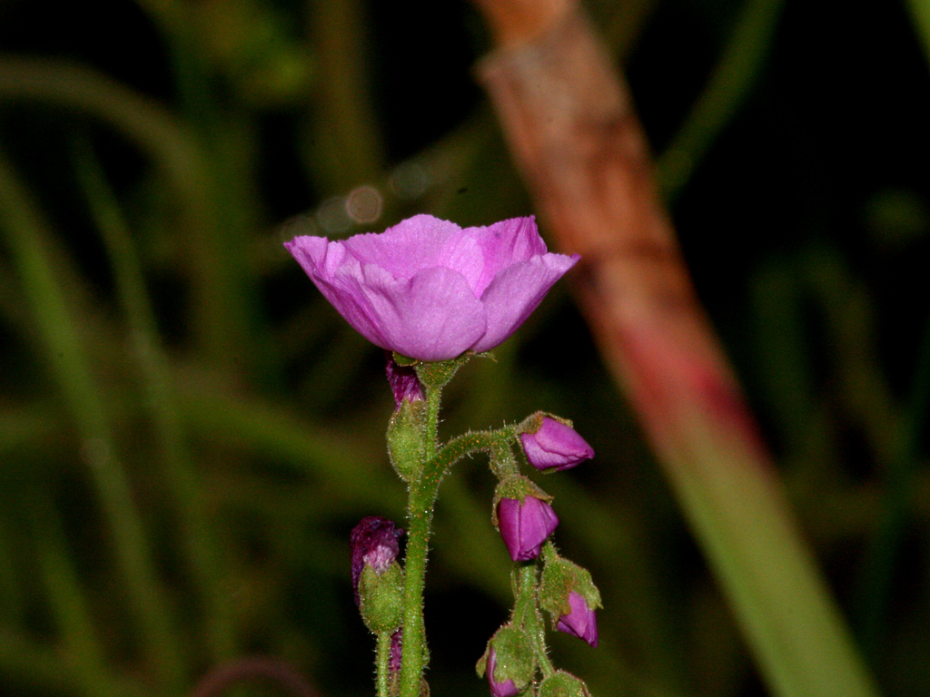 Wallpapers Nature Flowers fleur