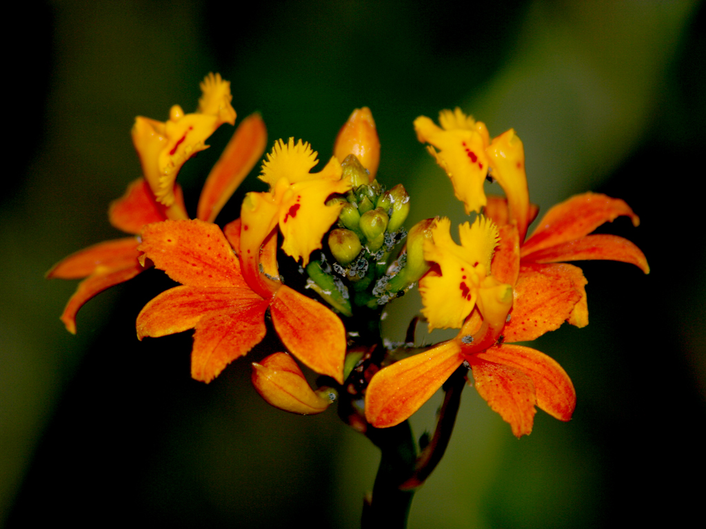 Fonds d'cran Nature Fleurs fleur