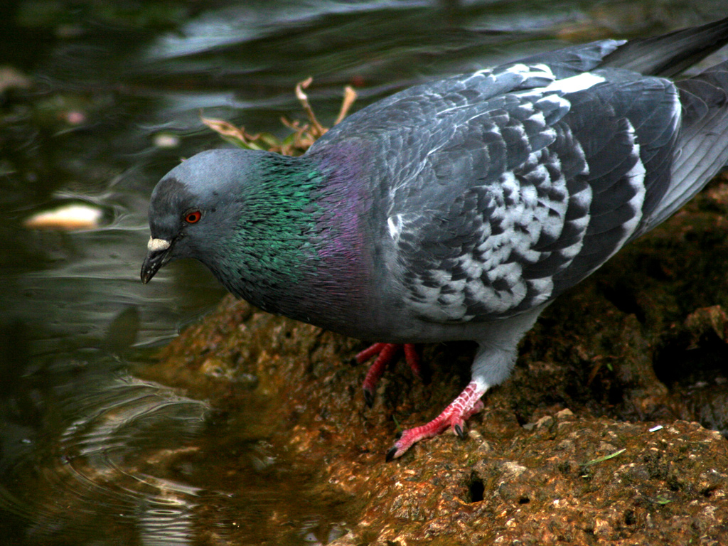 Fonds d'cran Animaux Oiseaux - Pigeons et Tourterelles pigeon