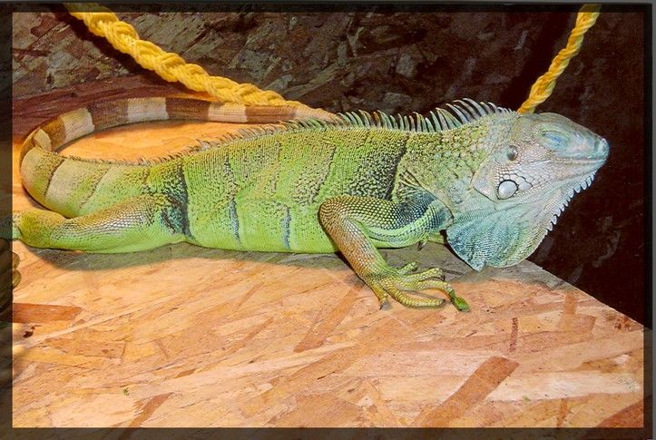 Wallpapers Animals Lizards - Iguanas iguane