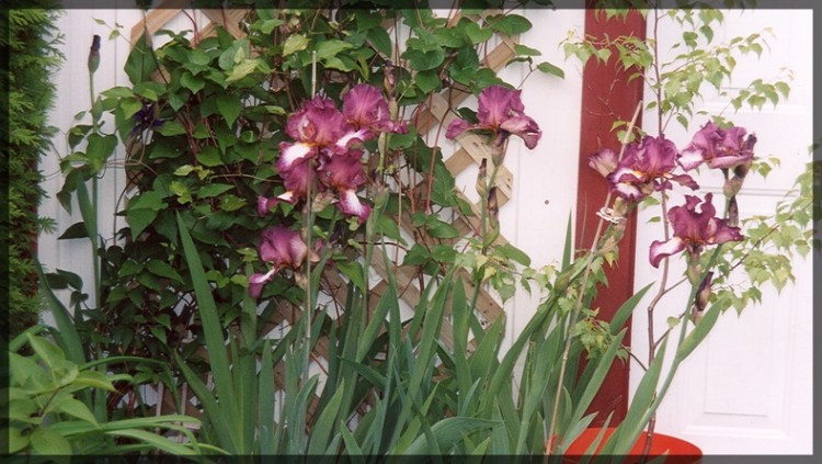 Fonds d'cran Nature Fleurs fleur