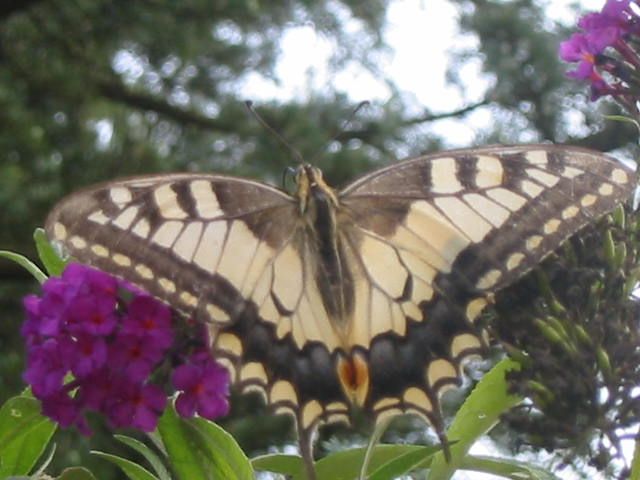 Fonds d'cran Animaux Insectes - Papillons Le Machaon