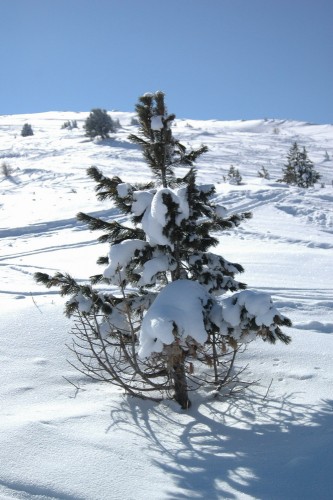 Fonds d'cran Nature Arbres - Forts la montagne