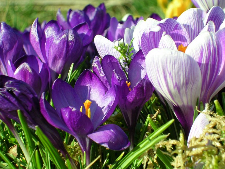 Fonds d'cran Nature Fleurs crocus2