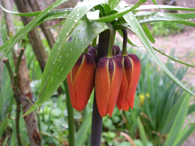 Fonds d'cran Nature Fleurs Fritilaire impriale