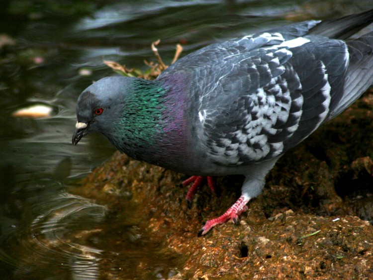 Wallpapers Animals Birds - Pigeons and Doves pigeon