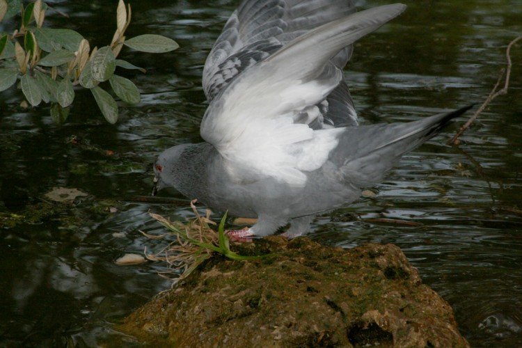 Fonds d'cran Animaux Oiseaux - Pigeons et Tourterelles pigeon