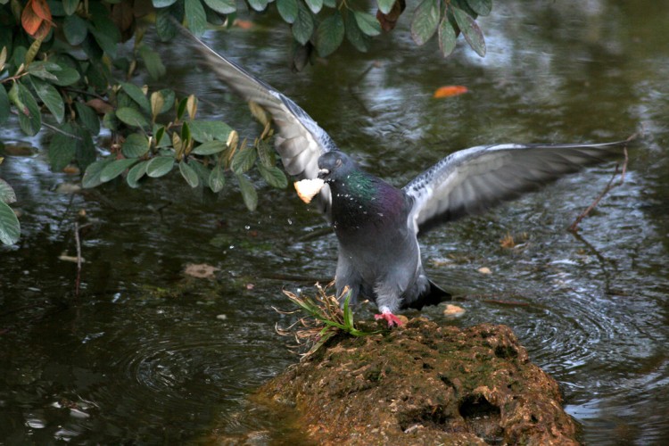 Fonds d'cran Animaux Oiseaux - Pigeons et Tourterelles pigeon