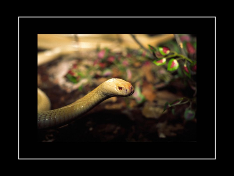 Wallpapers Animals Snakes Wallpaper N96923